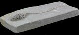 Cyathocrinites Crinoid With Long Stem - Crawfordsville #35043-2